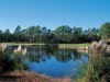 pawleys6