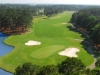 palmetto5