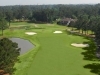 palmetto6