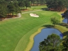 palmetto8
