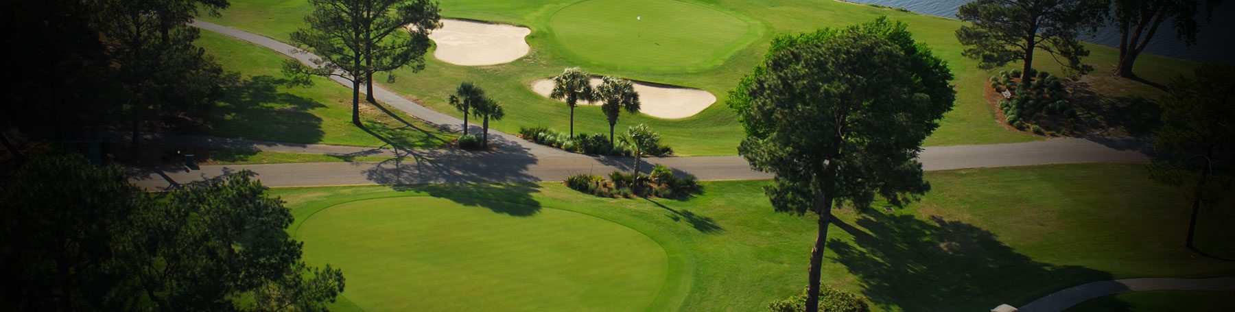 Palmetto at Myrtlewood